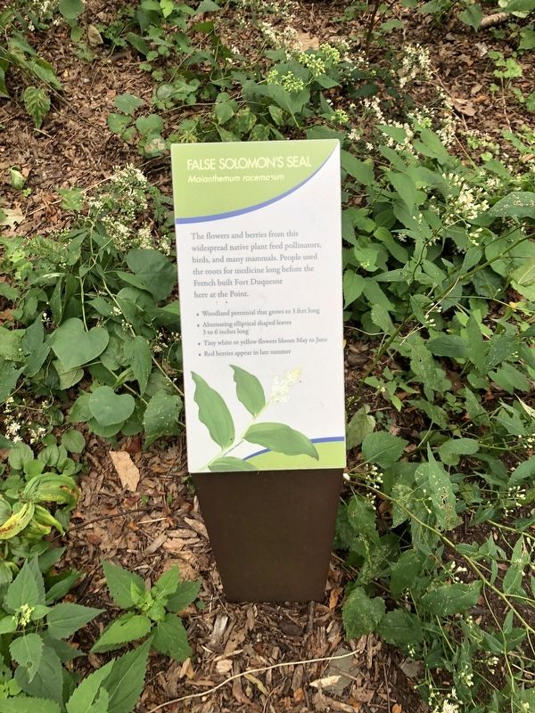 False Solomon's Seal Marker image. Click for full size.