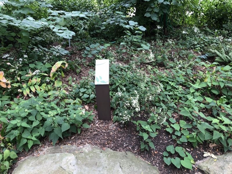 False Solomon's Seal Marker image. Click for full size.