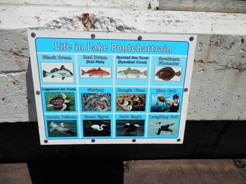 Life in Lake Pontchartrain marker image. Click for full size.