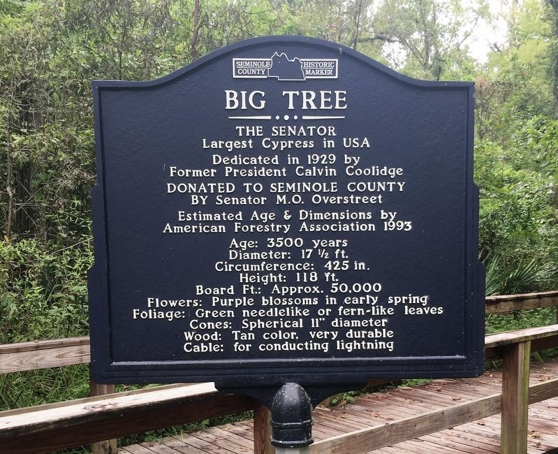 Big Tree Marker (Side 2). Click for full size. Big Tree Marker (Side 2) image. Click for full size.