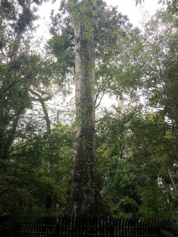 Lady Liberty Tree as it appears today image. Click for full size.