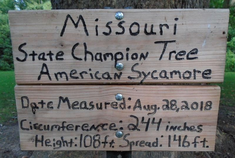 American Sycamore State Champion Marker image. Click for full size.