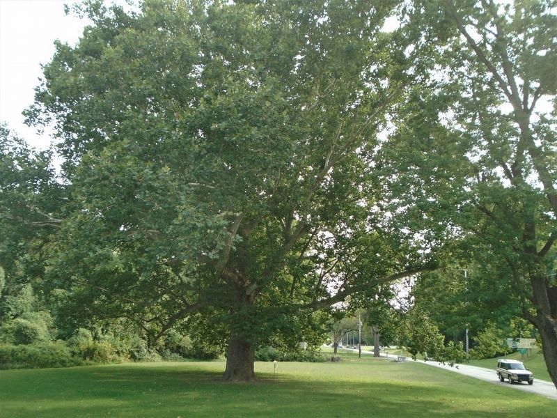 Champion American Sycamore and Marker image. Click for full size.
