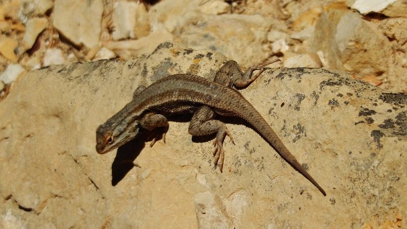 Lizard near marker image. Click for full size.