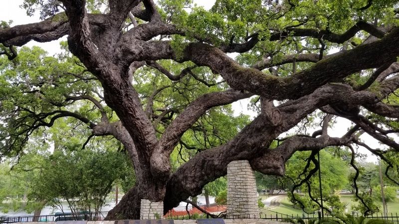 Front view of the Founder's Oak image. Click for full size.