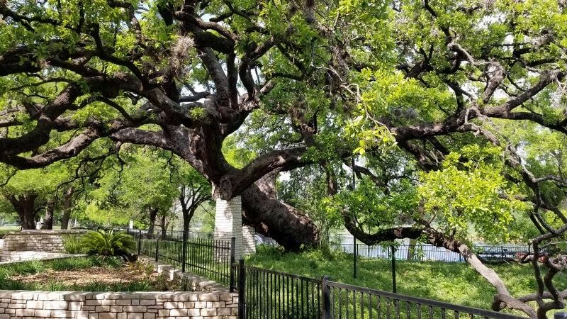 Side view of the Founder's Oak. Click for full size. Side view of the Founder's Oak image. Click for full size.