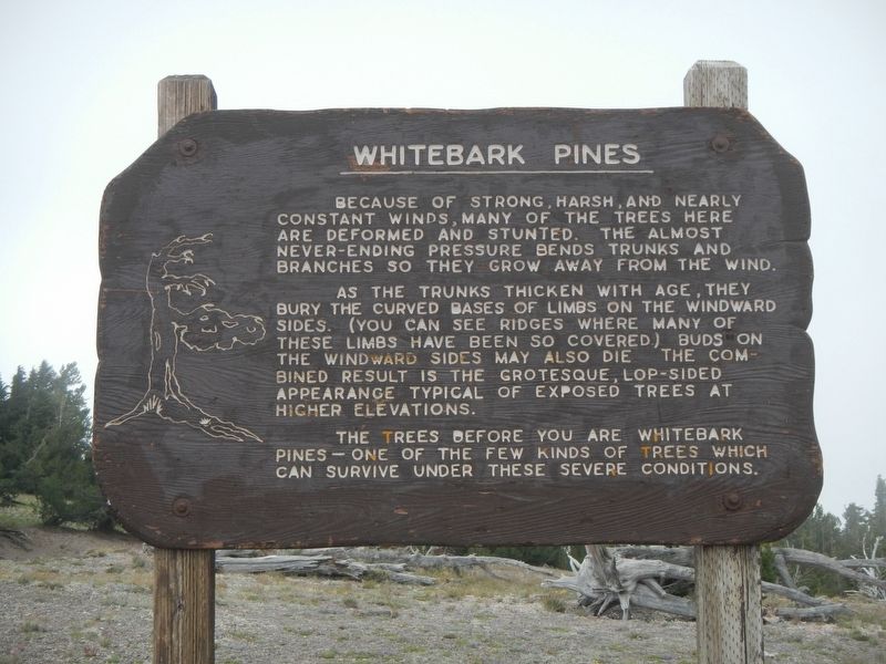 Whitebark Pines Marker image. Click for full size.