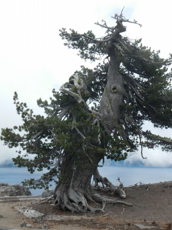 Whitebark Pines image. Click for full size.