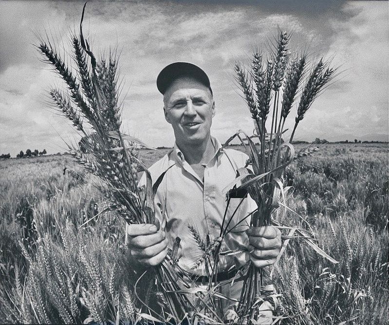 <i>Norman Borlaug</i> image. Click for full size.