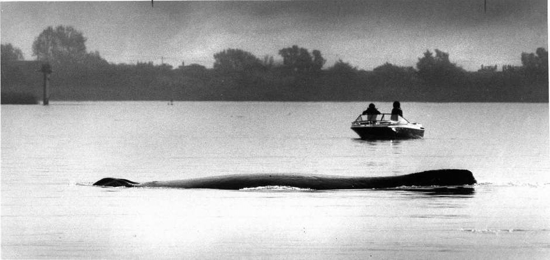 Humphrey the whale in the delta near Rio Vista. image. Click for full size.