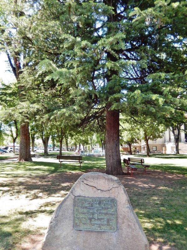 Statehood Tree / Centennial Witness Tree Monument image. Click for full size.