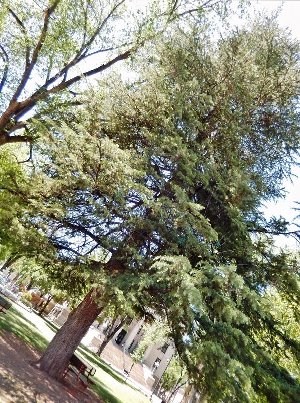 Statehood Tree / Centennial Witness Tree image. Click for full size.