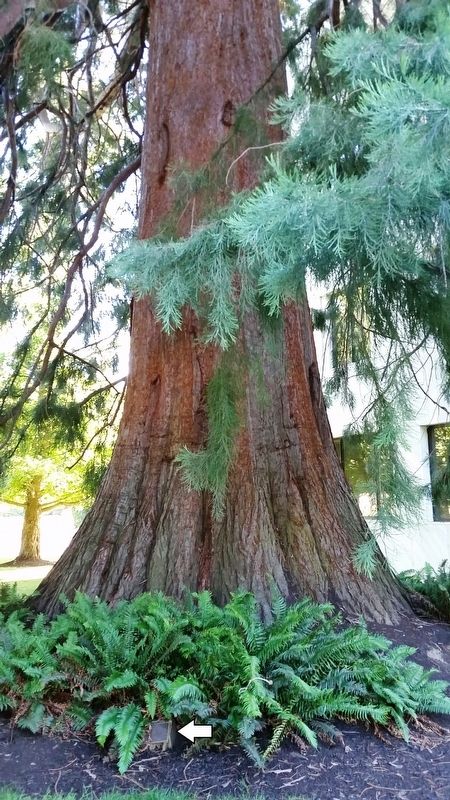 Giant Sequoia image. Click for full size.