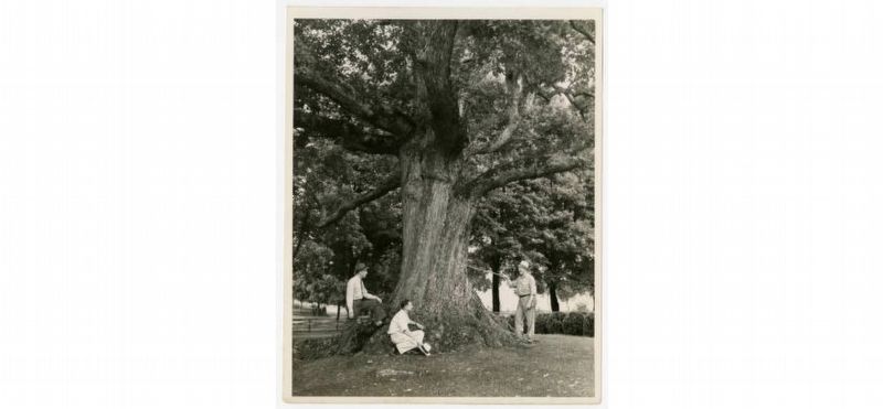 Pemberton Oak image. Click for full size.
