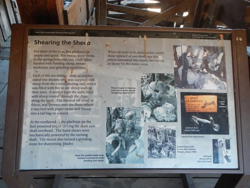 Shearing the Sheep Marker image. Click for full size.