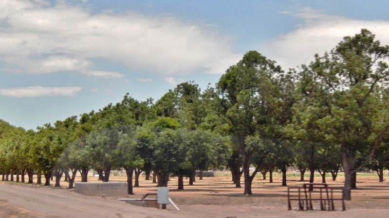 Pecan Orchard Irrigated from Rio Grande River image. Click for full size.