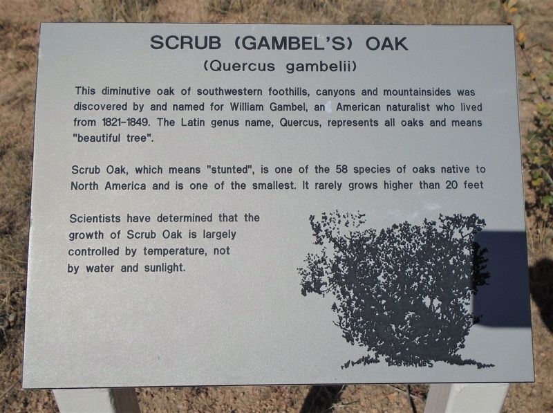 Scrub (Gambel's) Oak Marker image. Click for full size.