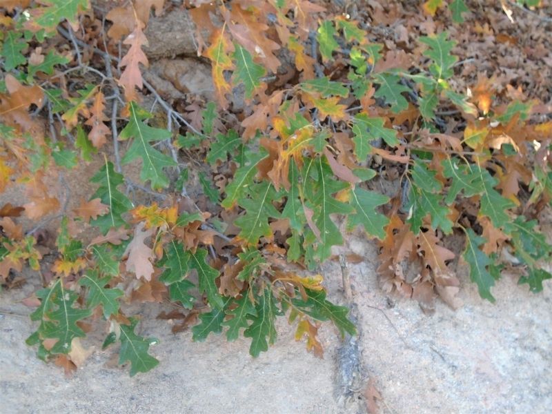 Scrub (Gambel's) Oak Leaves image. Click for full size.