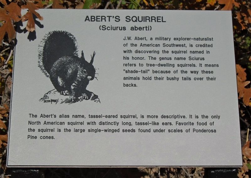Abert's Squirrel Marker image. Click for full size.