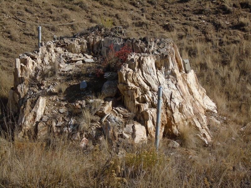 Nearby Petrified Stump north of Visitor Center image. Click for full size.