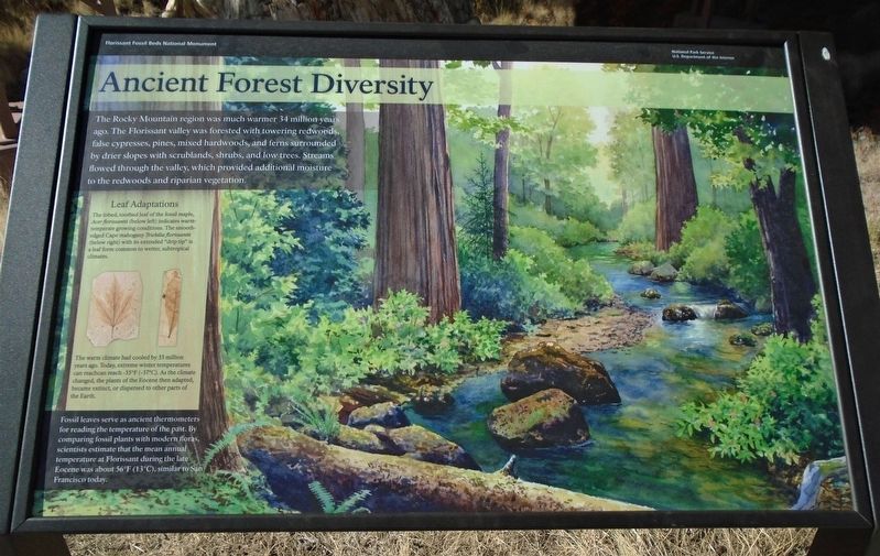 Ancient Forest Diversity Marker image. Click for full size.