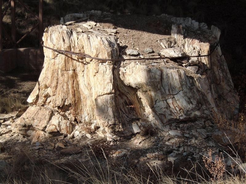 Redwood Stump Near Stumps of Stone Marker image. Click for full size.
