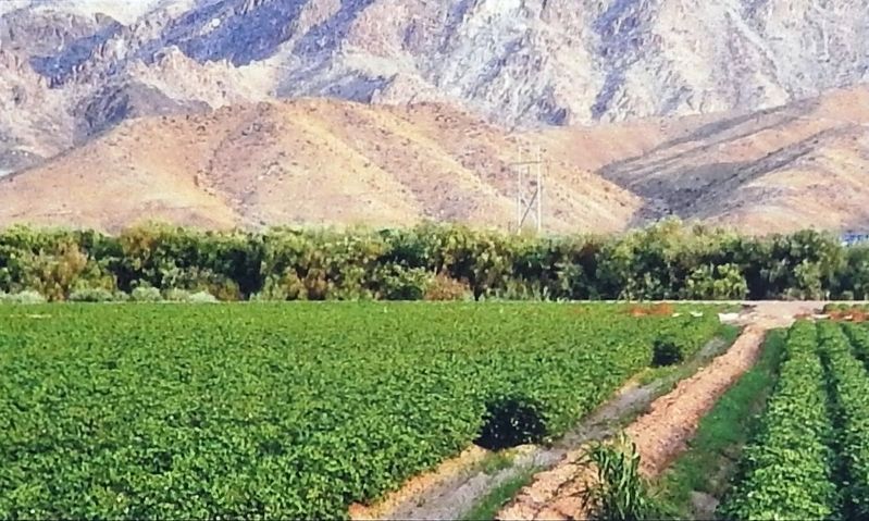 Marker detail: Today farming is a $3 billion industry in Yuma. Click for full size. Marker detail: Today farming is a $3 billion industry in Yuma image. Click for full size.