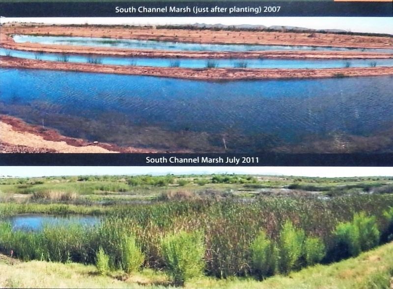 Marker detail: South Channel Marsh Restoration, 2007-2011. Click for full size. Marker detail: South Channel Marsh Restoration, 2007-2011 image. Click for full size.