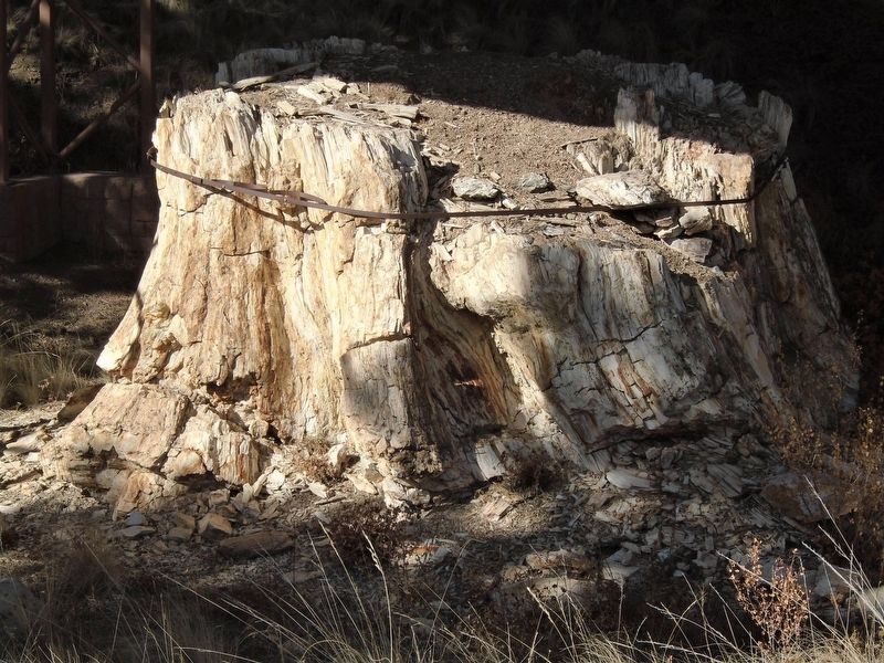 Representative <i>Sequoia affinis</i> Redwood Stump image. Click for full size.