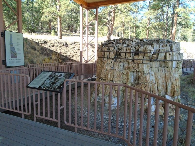 Just One Piece at a Time Marker and Petrified Stump. Click for full size. Just One Piece at a Time Marker and Petrified Stump image. Click for full size.