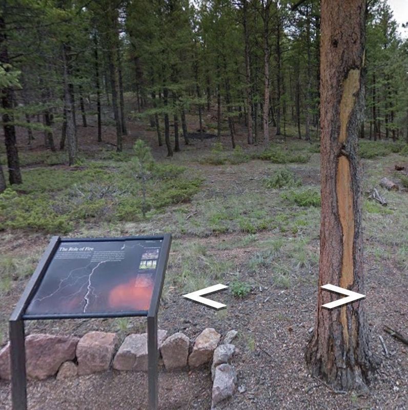 Scarred Ponderosa Pine Next to The Role of Fire Marker image. Click for full size.