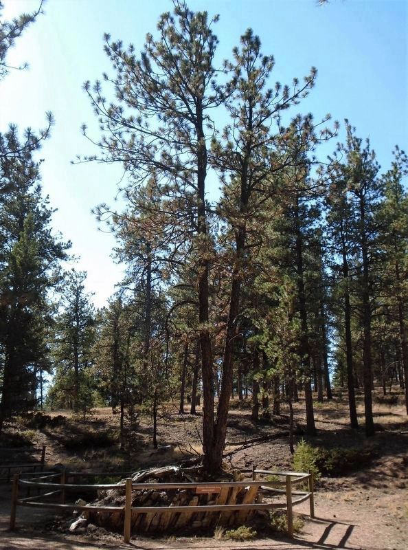 Ponderosa Pine Growing Around Petrified Redwood Stump image. Click for full size.