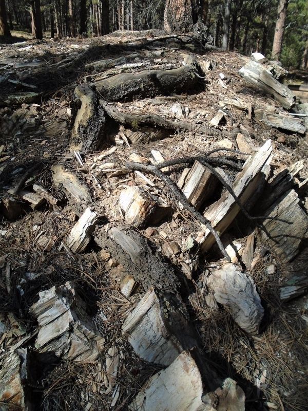 Ponderosa Pine Growing Around Petrified Redwood Stump image. Click for full size.