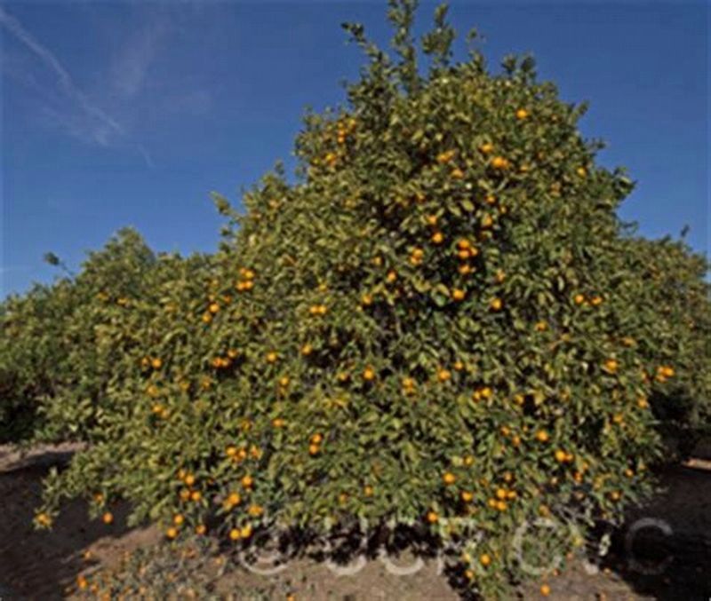 Parson Brown Orange Tree image. Click for full size.
