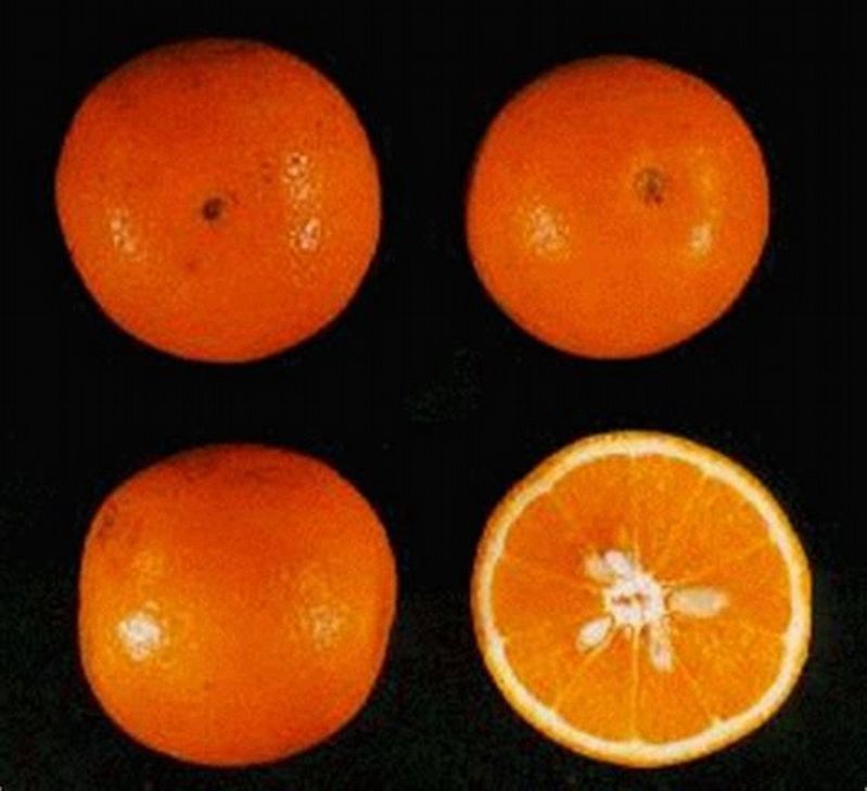 Parson Brown Orange image. Click for full size.
