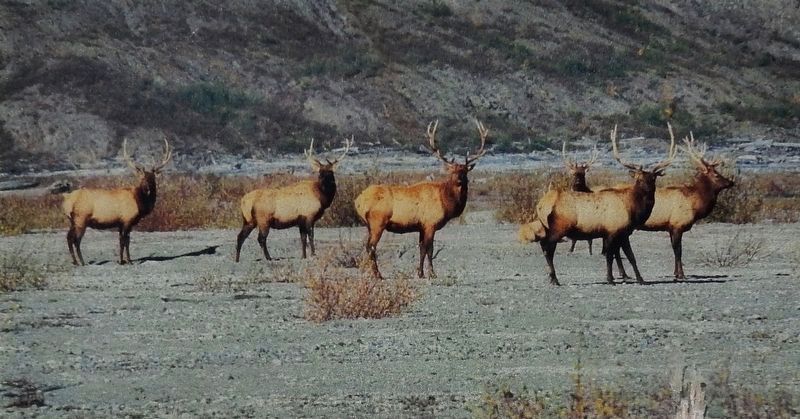Marker detail: Elk image. Click for full size.