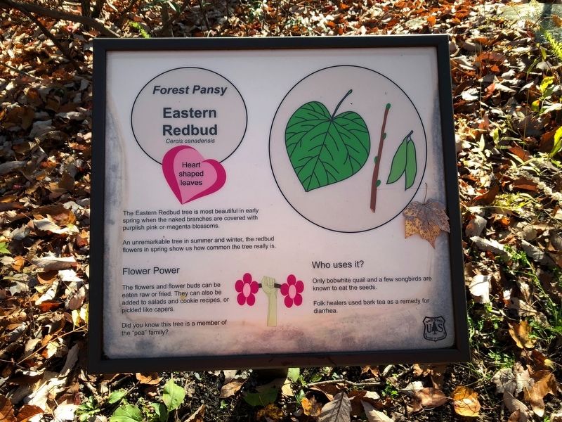 Eastern Redbud Marker. Click for full size. Eastern Redbud Marker image. Click for full size.