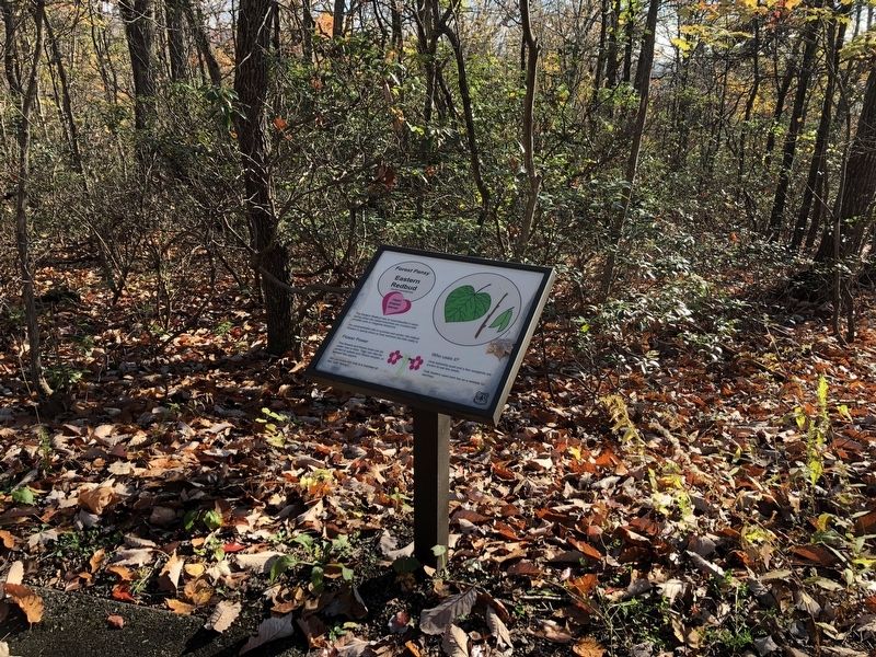 Eastern Redbud Marker. Click for full size. Eastern Redbud Marker image. Click for full size.