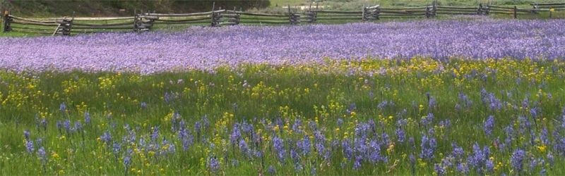 Camas field image. Click for full size.