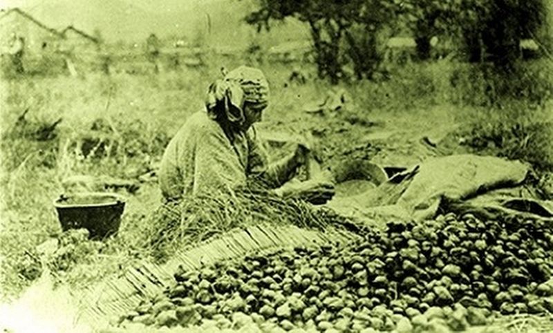 Woman with camas bulbs image. Click for full size.