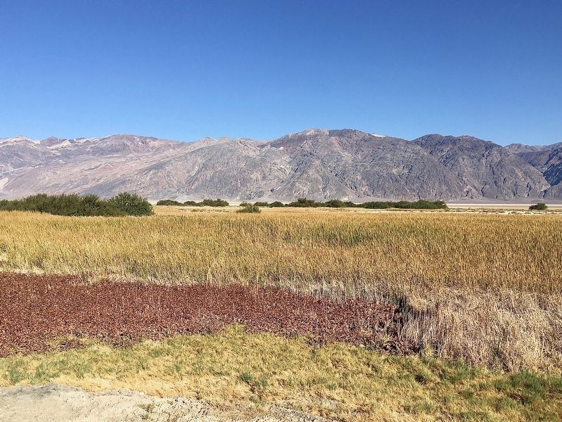 Eagle Borax Spring wetlands. Click for full size. Eagle Borax Spring wetlands image. Click for full size.