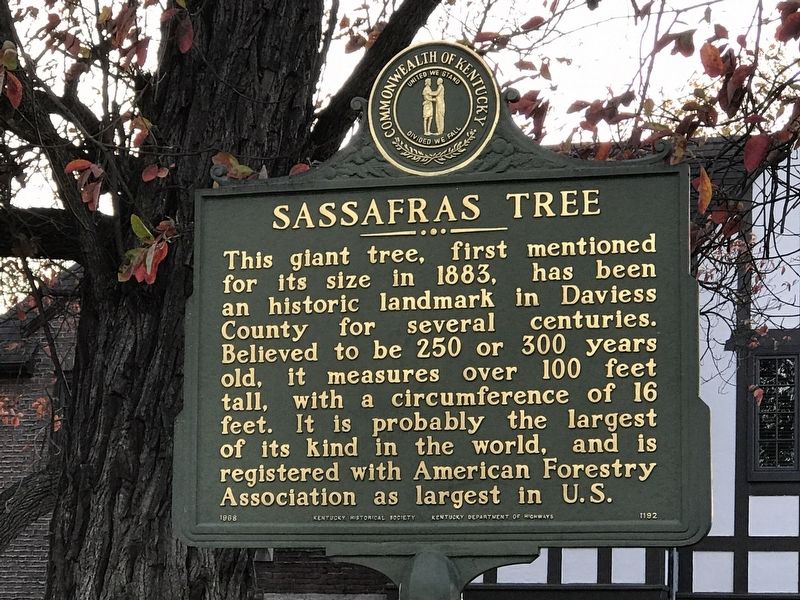 Sassafras Tree Marker image. Click for full size.