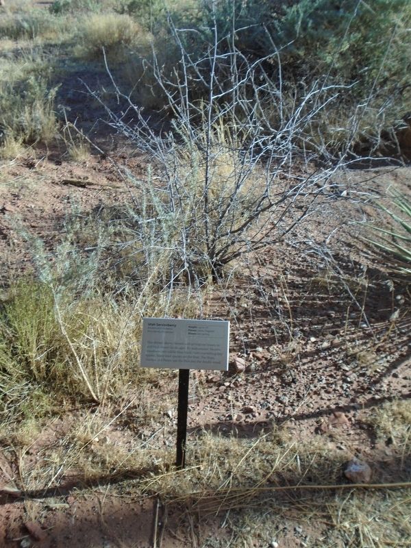 Utah Serviceberry and Marker image. Click for full size.