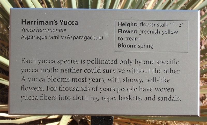 Harriman's Yucca Marker image. Click for full size.