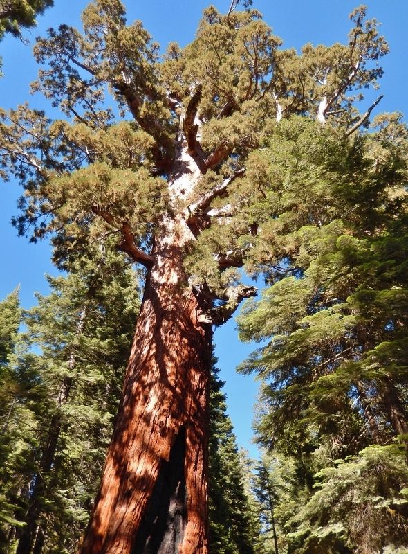 The "Grizzly Giant" (<i>top</i>). Click for full size. The "Grizzly Giant" (<i>top</i>) image. Click for full size.
