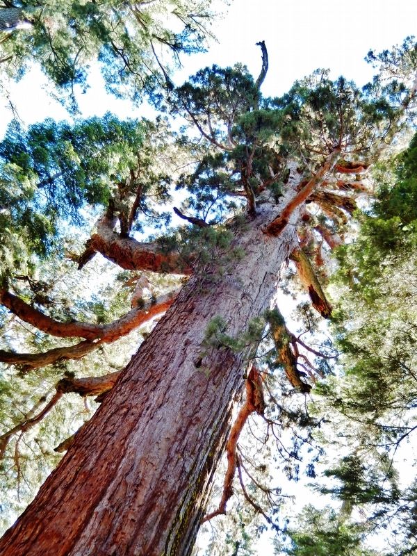 The "Grizzly Giant". Click for full size. The "Grizzly Giant" image. Click for full size.