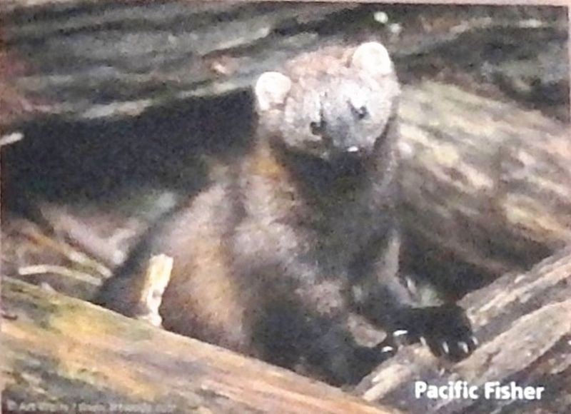 Marker detail: Pacific Fisher image. Click for full size.