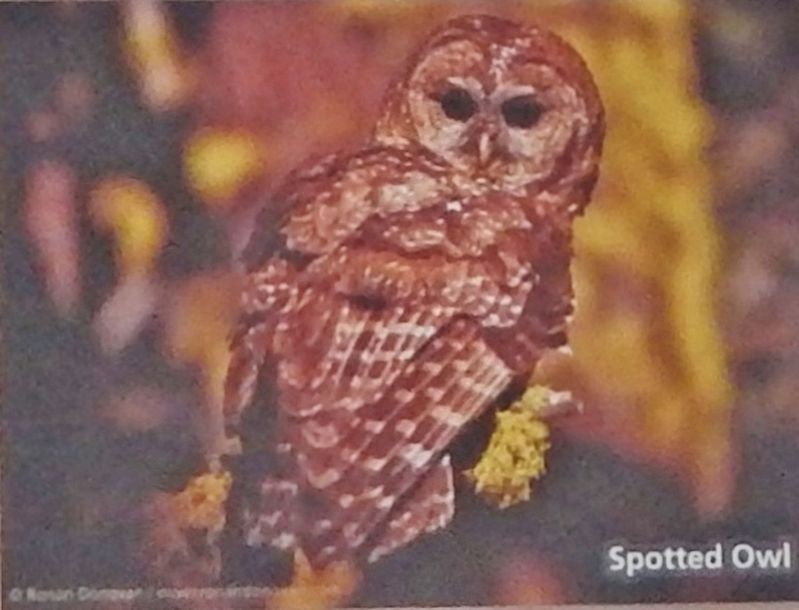 Marker detail: Spotted Owl image. Click for full size.