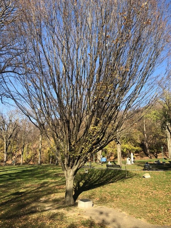 This Tree Is Dedicated To The Gold Star Mothers Marker image. Click for full size.