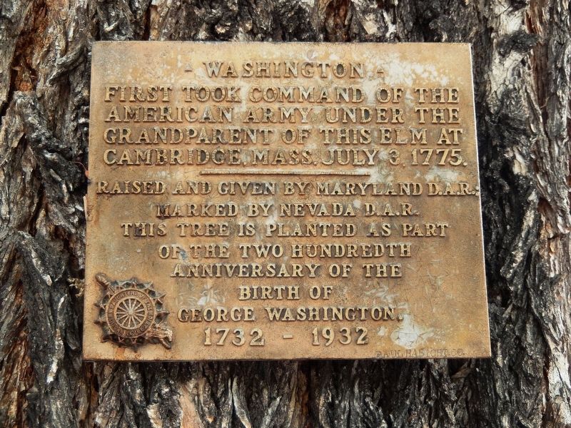 Washington Elm Marker image. Click for full size.